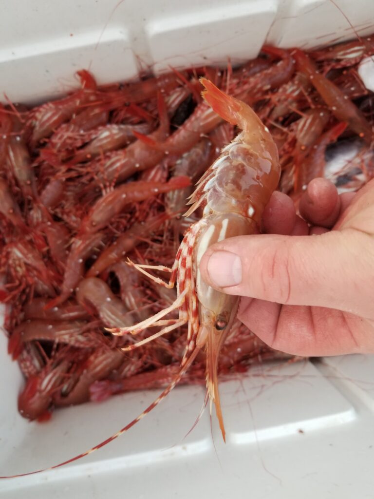 Close up of prawn with cooler full of prawns in background