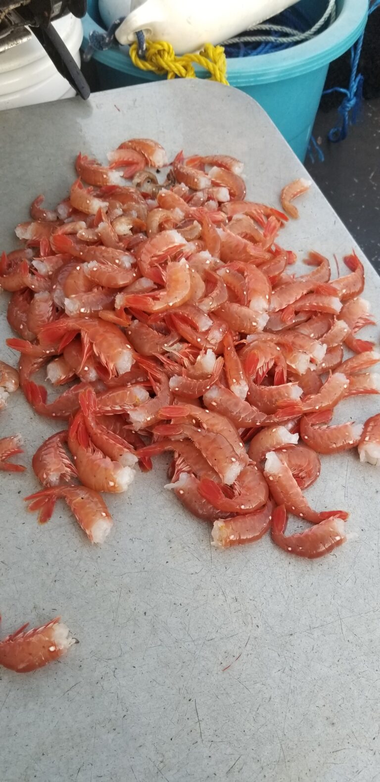 A pile of freshly caught prawns