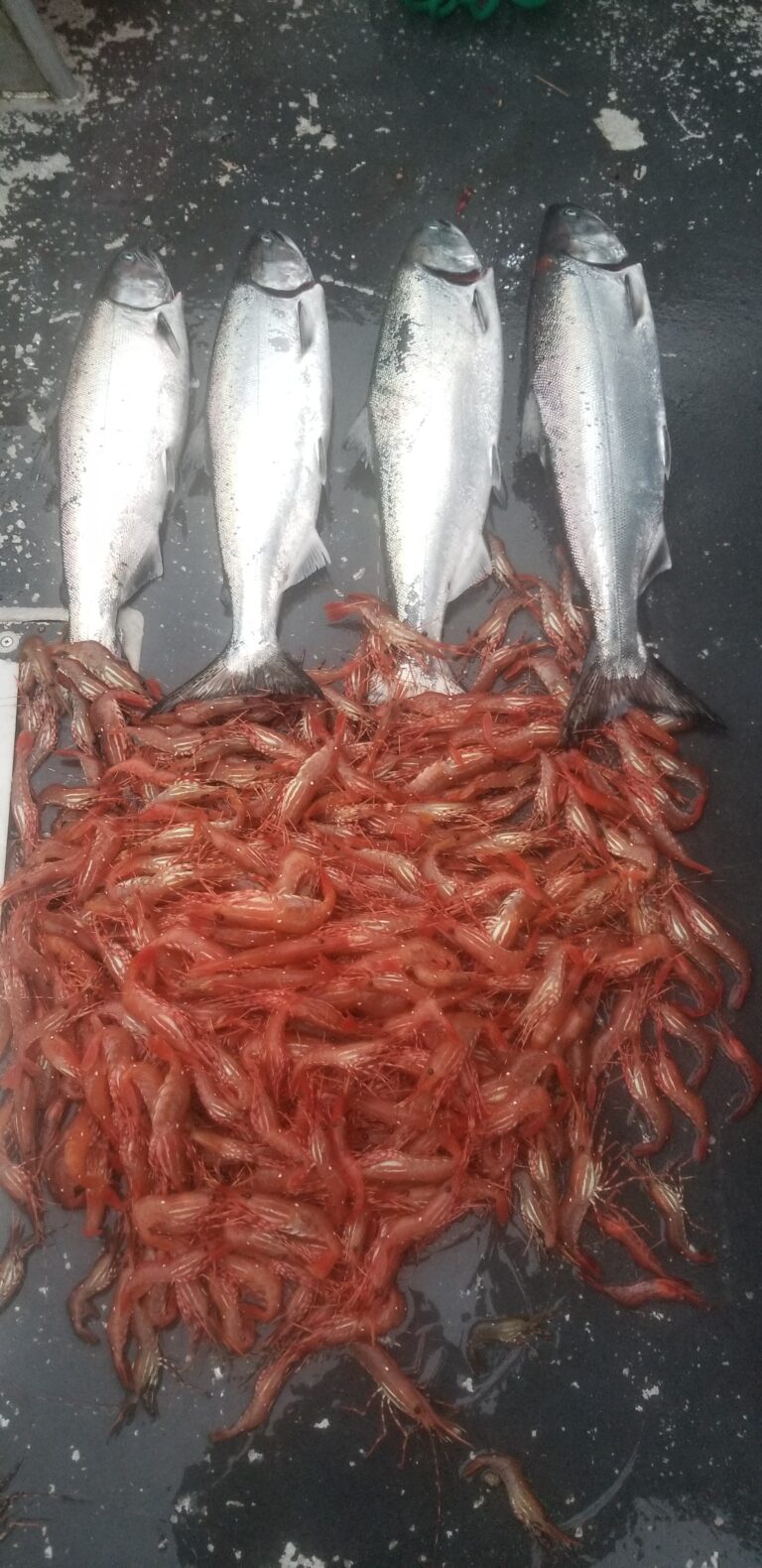 A pile of freshly caught prawns